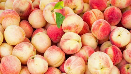 Nahaufnahme vieler reifer Pfirsiche