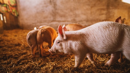 Schwein in einem Stall, dahinter zeigen sich noch mehrere Schweine auf Strohuntergrund