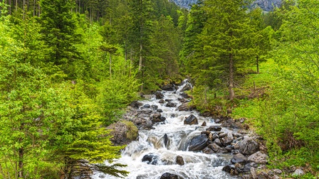 In der Bildmitte ist ein Bach, worin sich Steine befinden. Links und rechts davon ist ein dichter Wald mit grünen Bäumen und grünen Büschen.