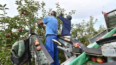 Rückenansicht zweier Personen, die auf einer Erhöhung stehen und ihre Hände in den Ästen und Blättern eines Baumes haben. Davor steht eine große Maschine, auf der Äpfel sind
