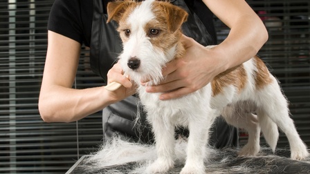 NUR FÜR Werbekampagne G’SPÜR_Hund beim Hundefriseur