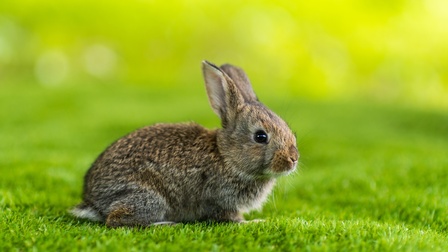 Hase in Seitenansicht in grüner Wiese