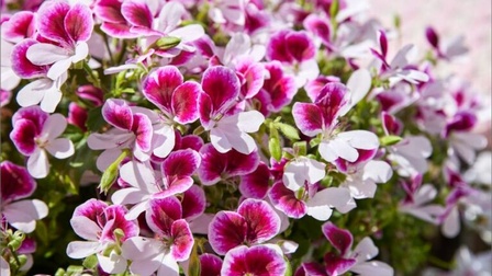 Nahaufnahme lila Geranien