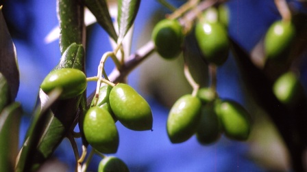 Nahaufnahme von grünen Oliven auf einem Baum