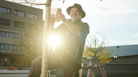 Ein Landschaftsgärtner steht auf einer Leiter und umwickelt den Stamm eines frisch eingepflanzten Jungbaumes mit Jute