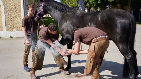 Teilnehmer des Schmiedefestes im Pferdezentrum Stadl-Paura beim beschlagen einer Hufe