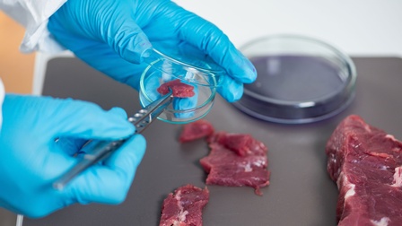 Eine Person legt ein Fleischstückchen in eine Petrischale für eine Untersuchung 