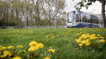Blumenwiese mit einem Zug im Hintergrund
