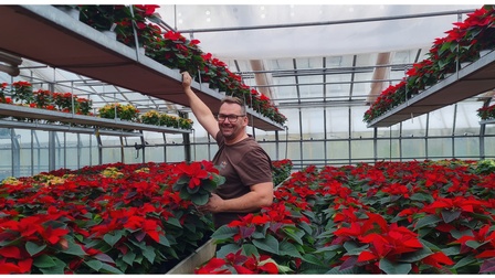 Helmut Friedl stolz mit den strahlend-leuchtenden Weihnachtssternen, die man selbst in Graz heranwachsen lässt.