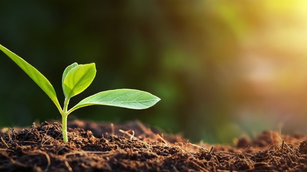 Pflanze wächst aus dem Boden heraus und Sonnenlicht strahlt darauf