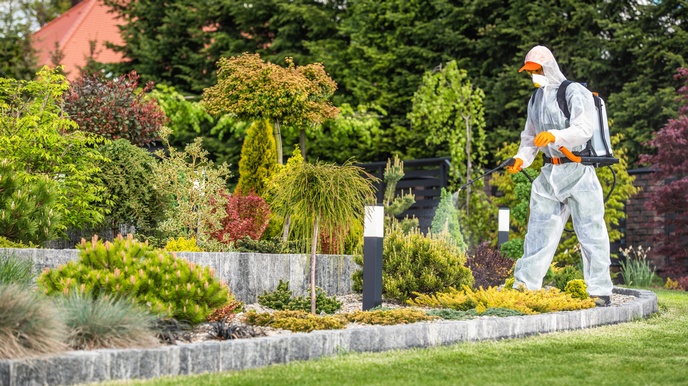 Person in weißem Schutzanzug und orangen Handschuhen steht in mit Steinen eingefasstem Beet mit unterschiedlichen Nadelpflanzen und hält Drüse aus der Flüssigkeit sprüht gegen Pflanze, im Hintergrund verschwommen Grün der Bäume und Hausdach