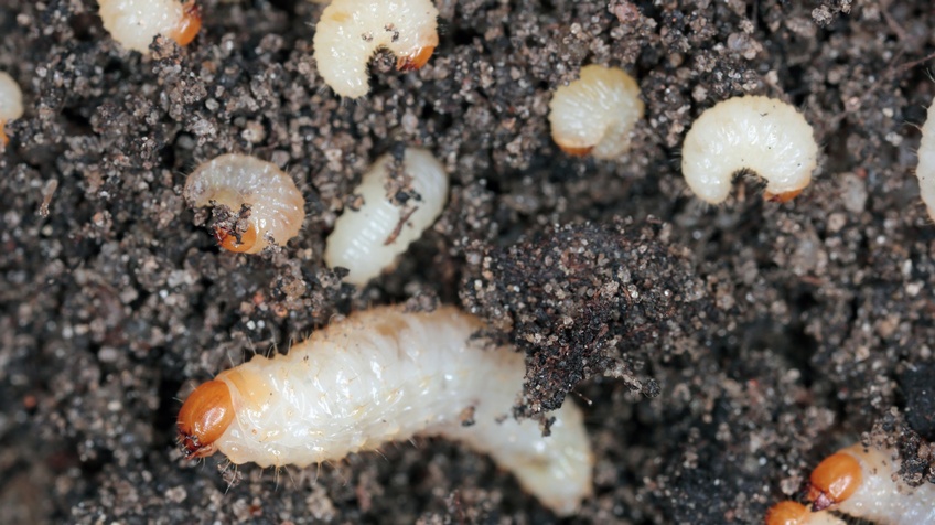 Detailansicht mehrere Engerlinge: Weiße Maden mit orangen Köpfen in Erde