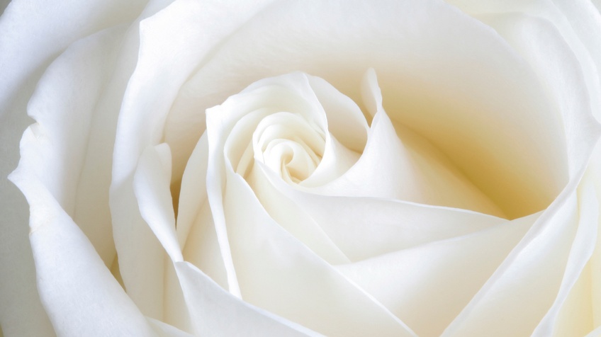 Nahaufnahme einer weißen Rose