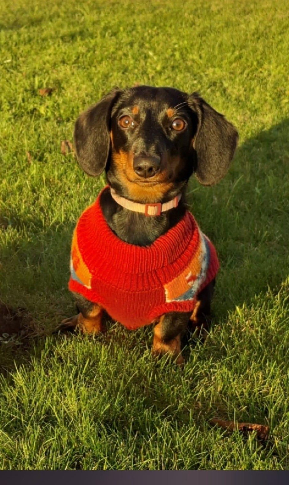 Hündin „Daisy“ ist bestens gerüstet für winterliche Temperaturen. 