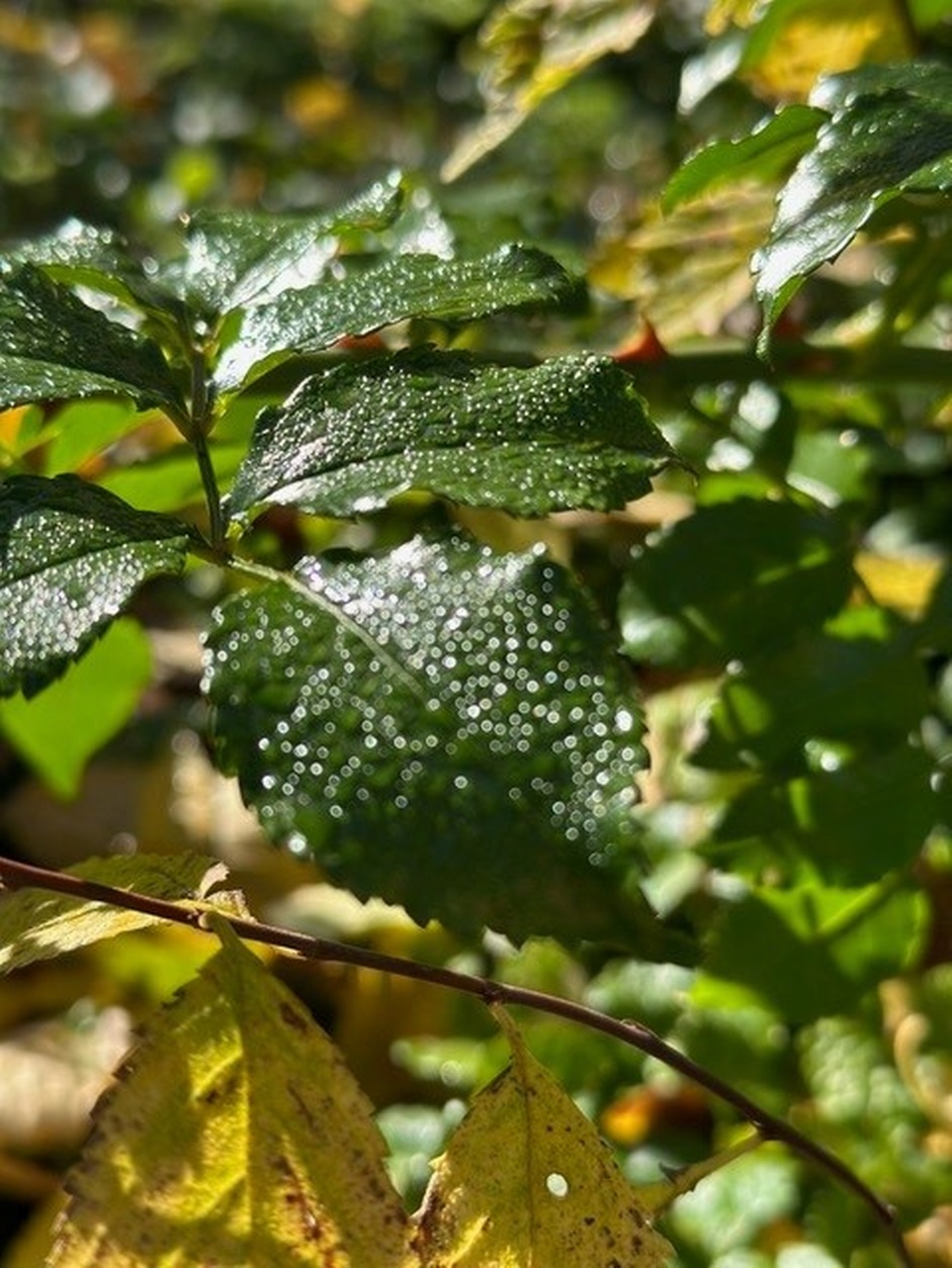 Social-Media-Workshop in Wien<br />
