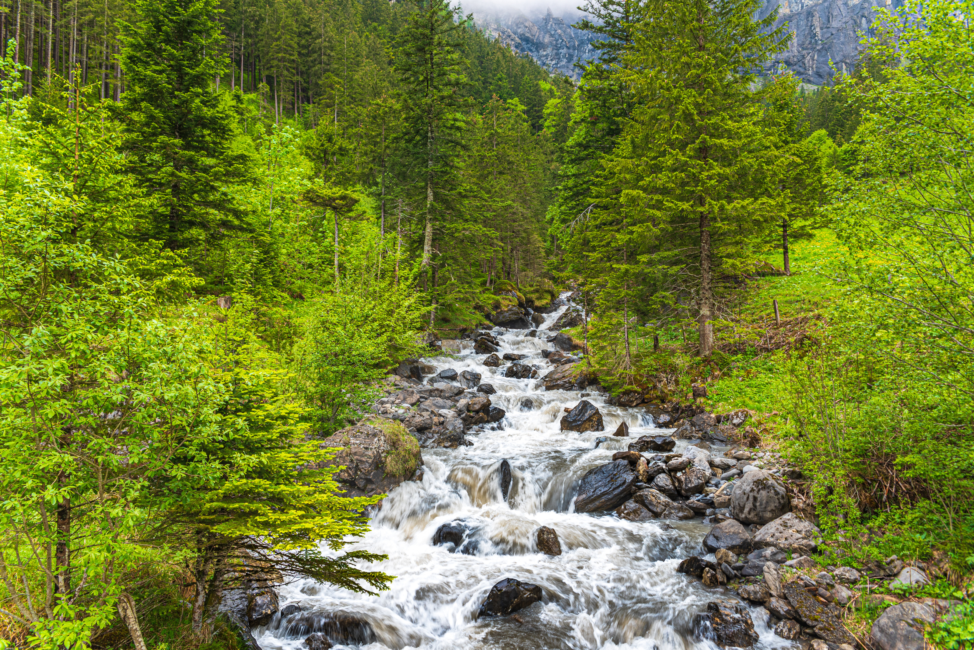 In der Bildmitte ist ein Bach, worin sich Steine befinden. Links und rechts davon ist ein dichter Wald mit gr&uuml;nen B&auml;umen und gr&uuml;nen B&uuml;schen. 