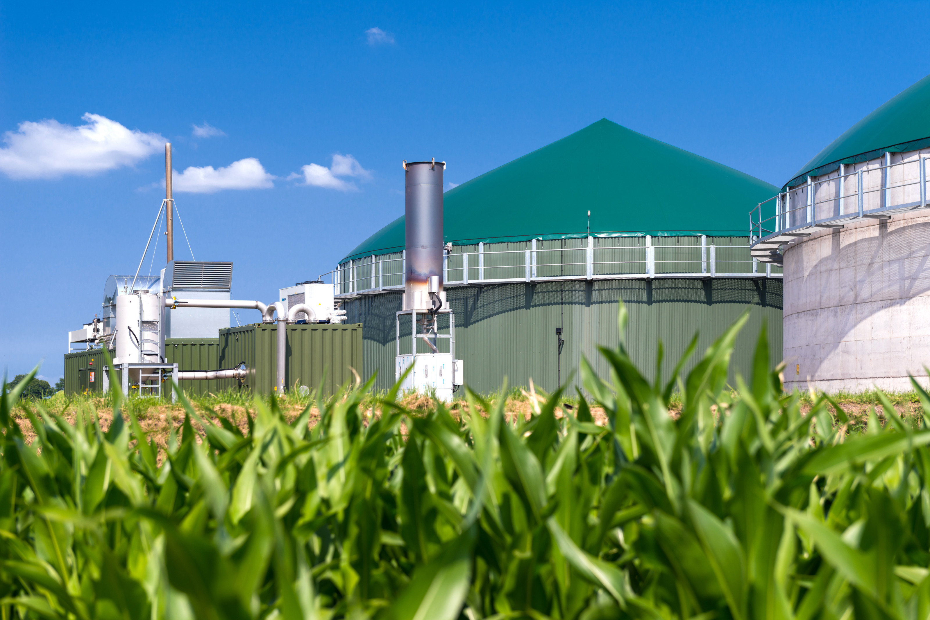 Biogasanlage inmitten eines Maisfeldes