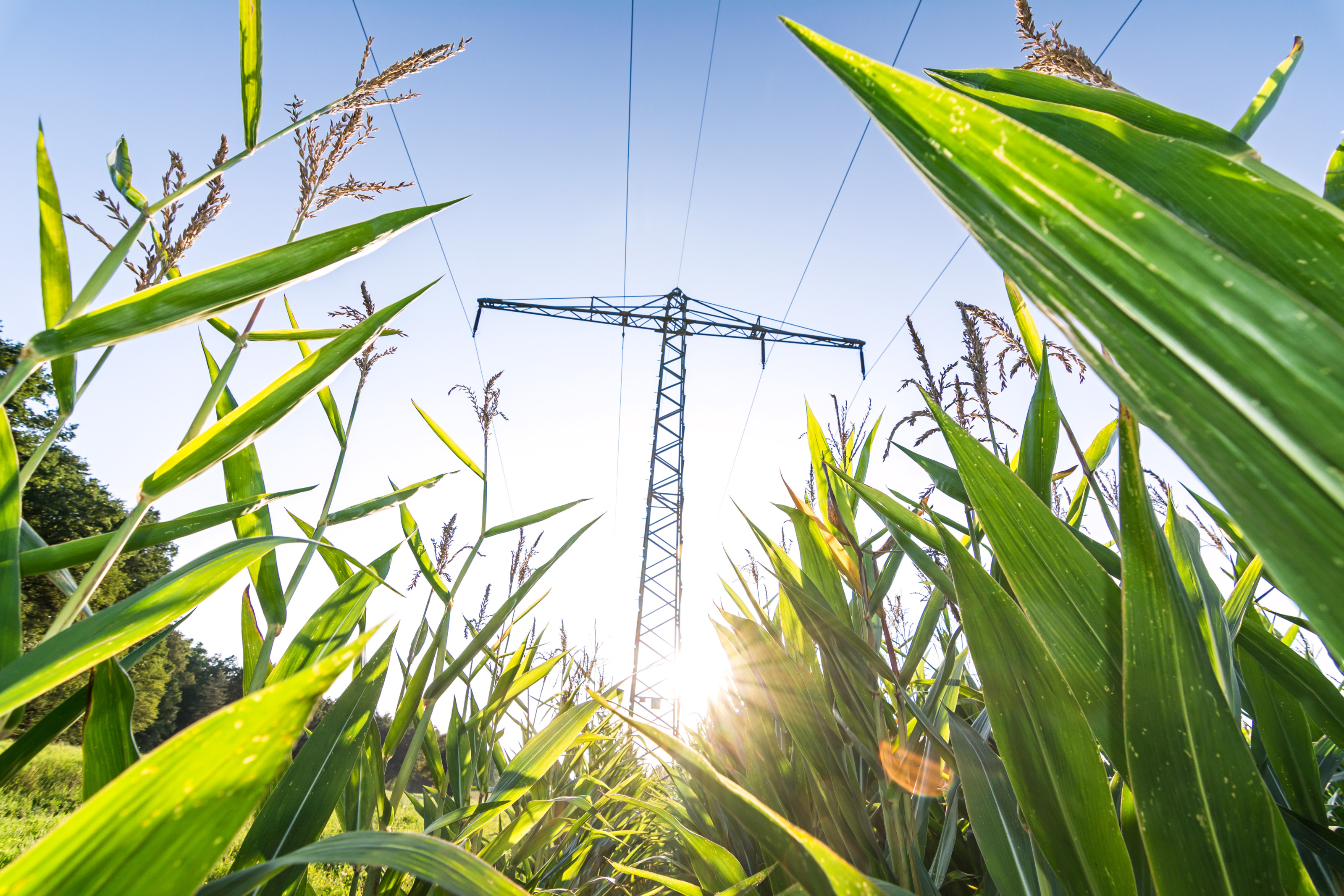 Im Vordergrund ist ein Feld, auf dem gr&uuml;ne, hohe Maispflanzen sind. Zwischen den Pflanzen ragt ein Strommast vor dem blauen Himmel hervor