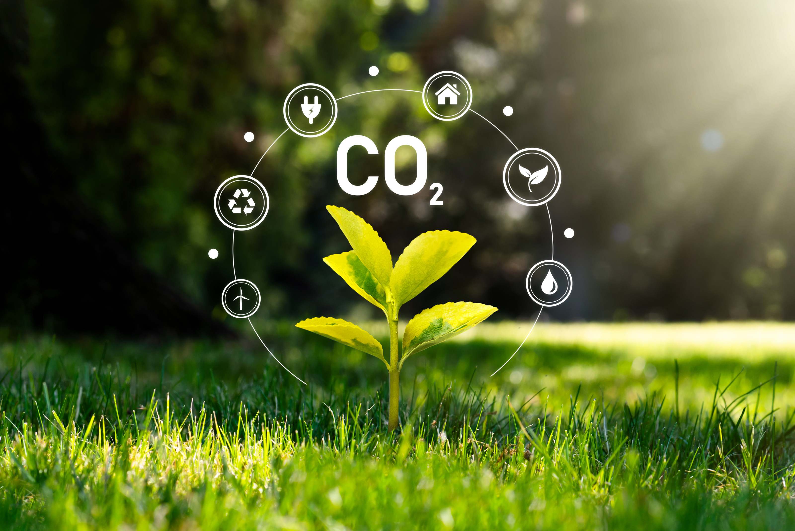 Eine Jungpflanze w&auml;chst in einer Wiese dar&uuml;ber zeigen sich  grafische Elemente zum Thema CO2 