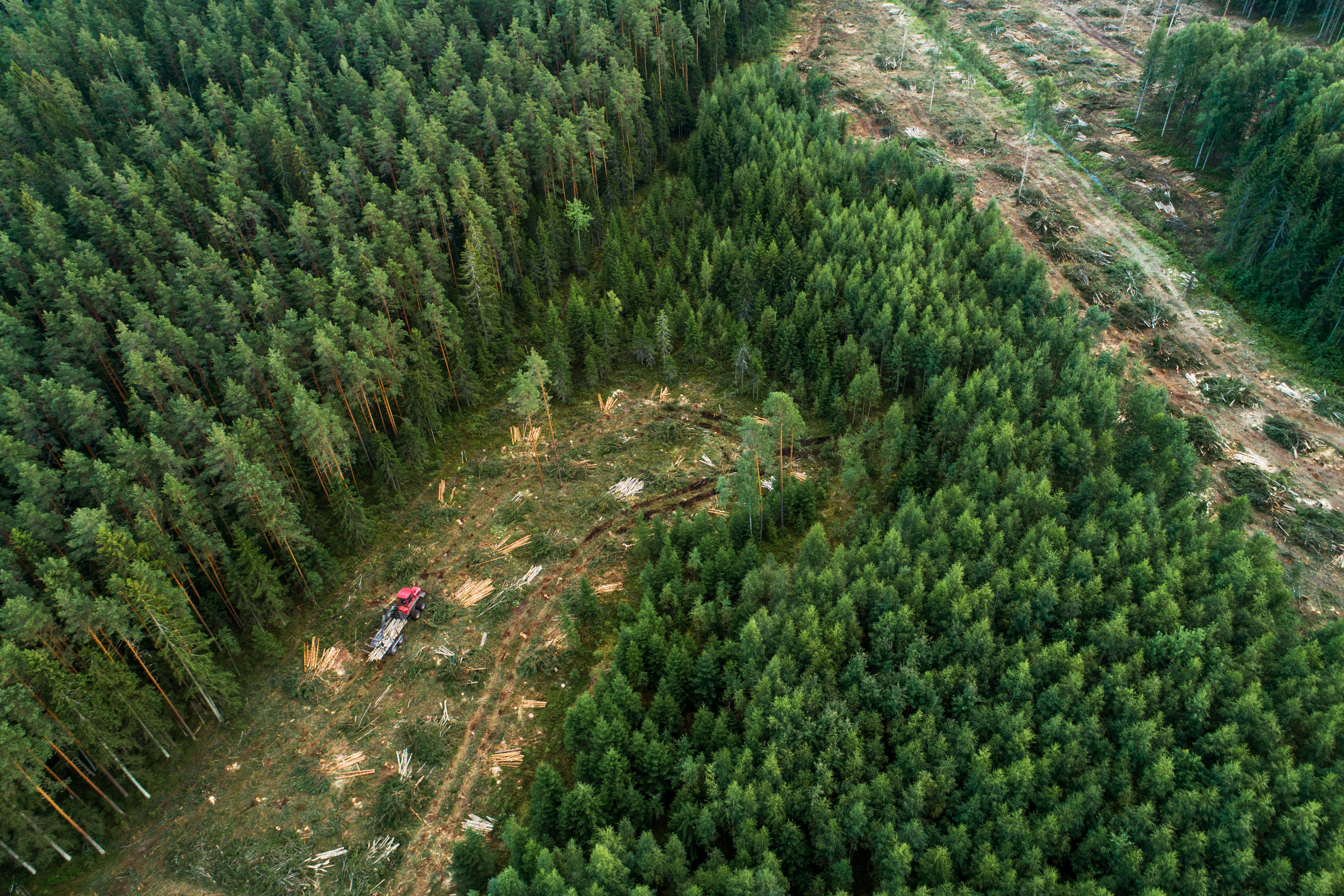 Vogelperspektive eines Waldes mit Nadelbäumen. Zwei größere Flächen des Waldes sind gerodet. An einer Stelle steht ein Fahrzeug, das hinten mit Baumstämmen beladen ist