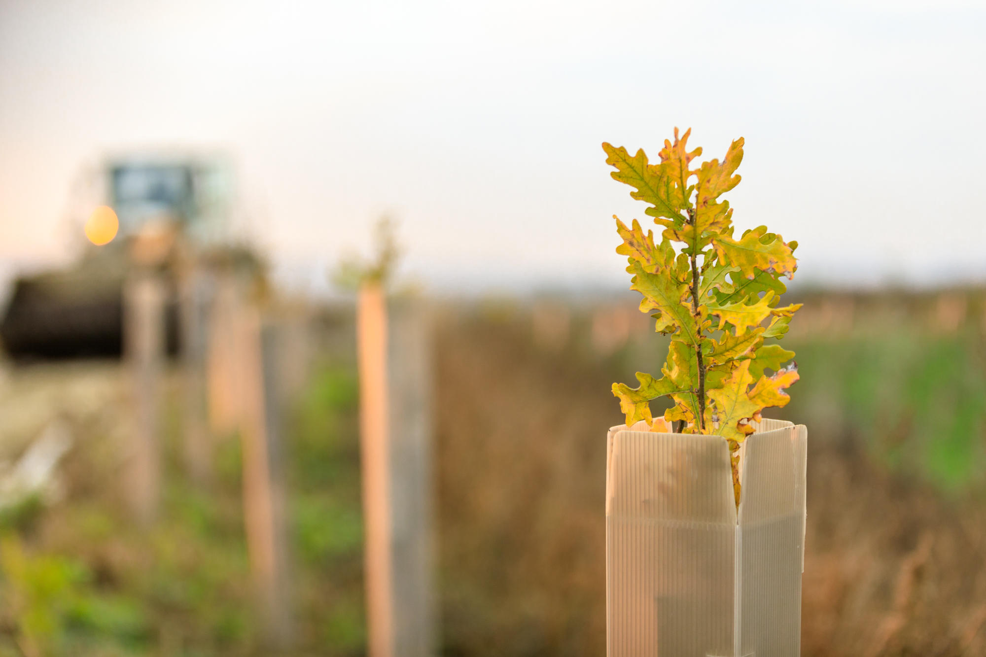 Junge Bäume vom Familienunternehmen Kovanda in Gerasdorf gepflanzt