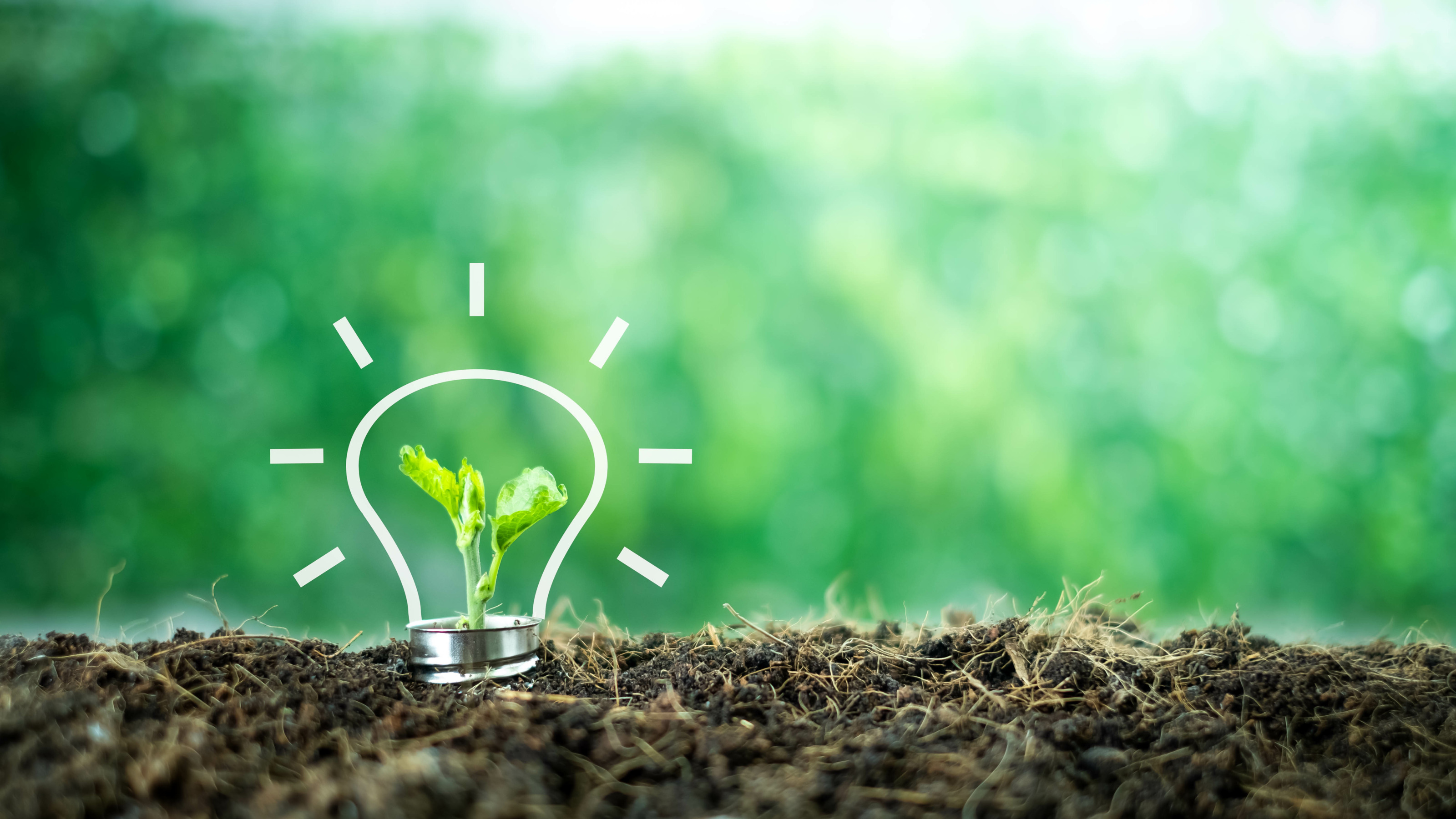 Keimling aus Erde wachsend umrandet von illustrierter Gl&uuml;hbirne, Hintergrund verschwommen gr&uuml;n