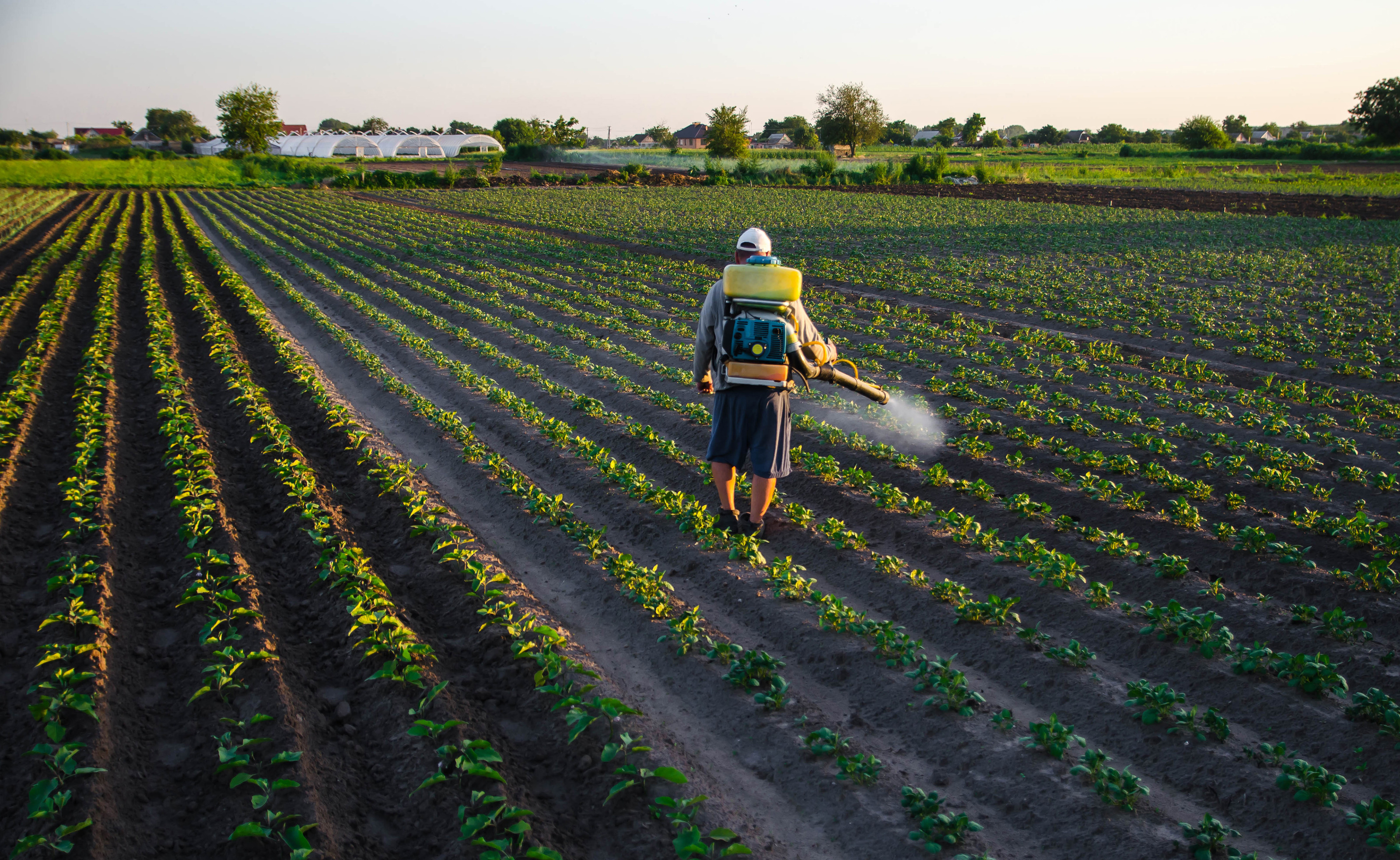 R&uuml;ckenansicht einer Person, die auf einem Feld mit niedrigen, gr&uuml;nen Pflanzen steht. Auf dem R&uuml;cken hat sie ein Objekt. In der rechten Hand hat sie einen breiteren Schlauch, aus dem ein wei&szlig;licher Spr&uuml;hnebel kommt.
