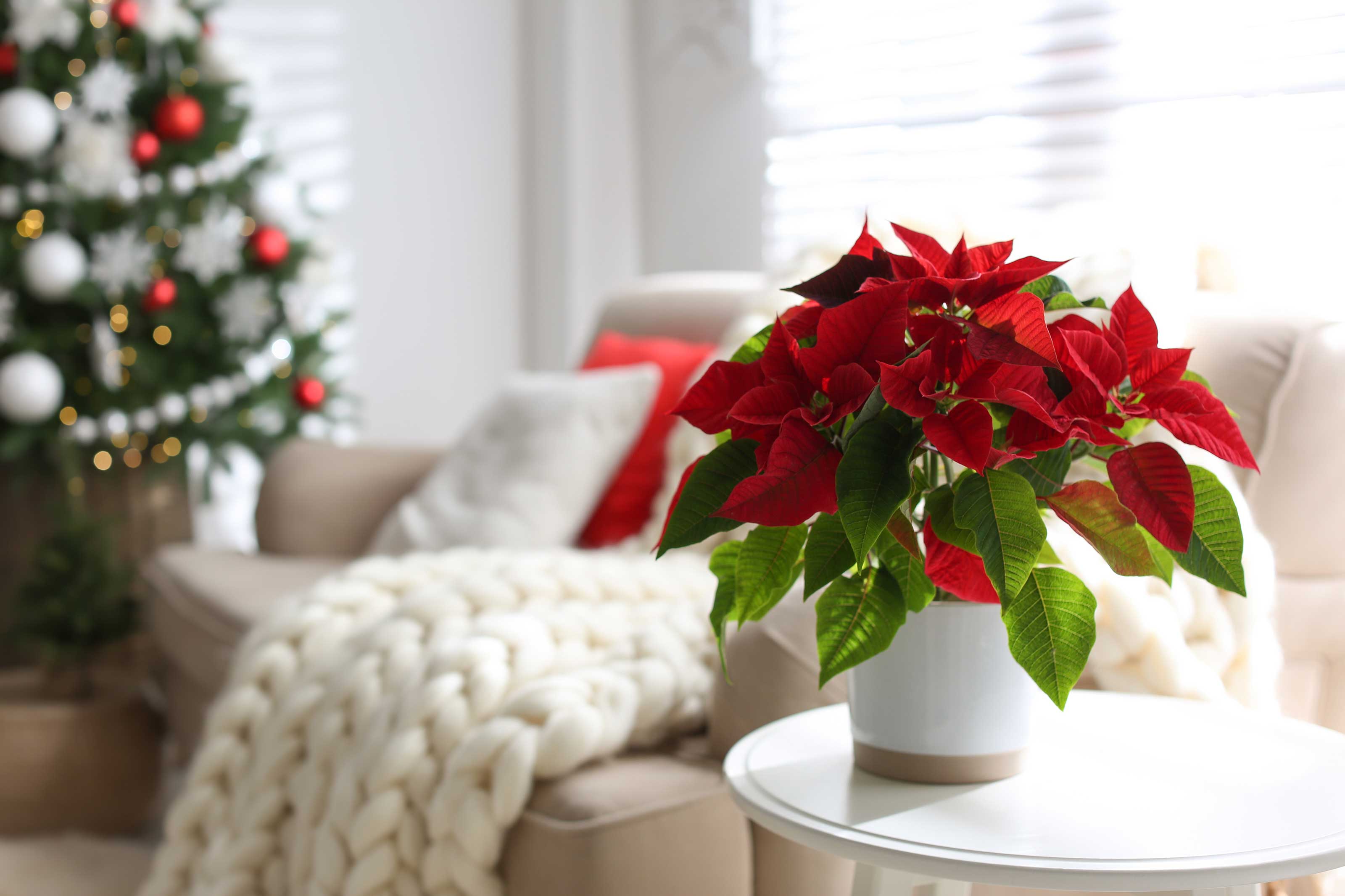 5 Tipps: So haben Sie lange Freude am Weihnachtsstern - WKO