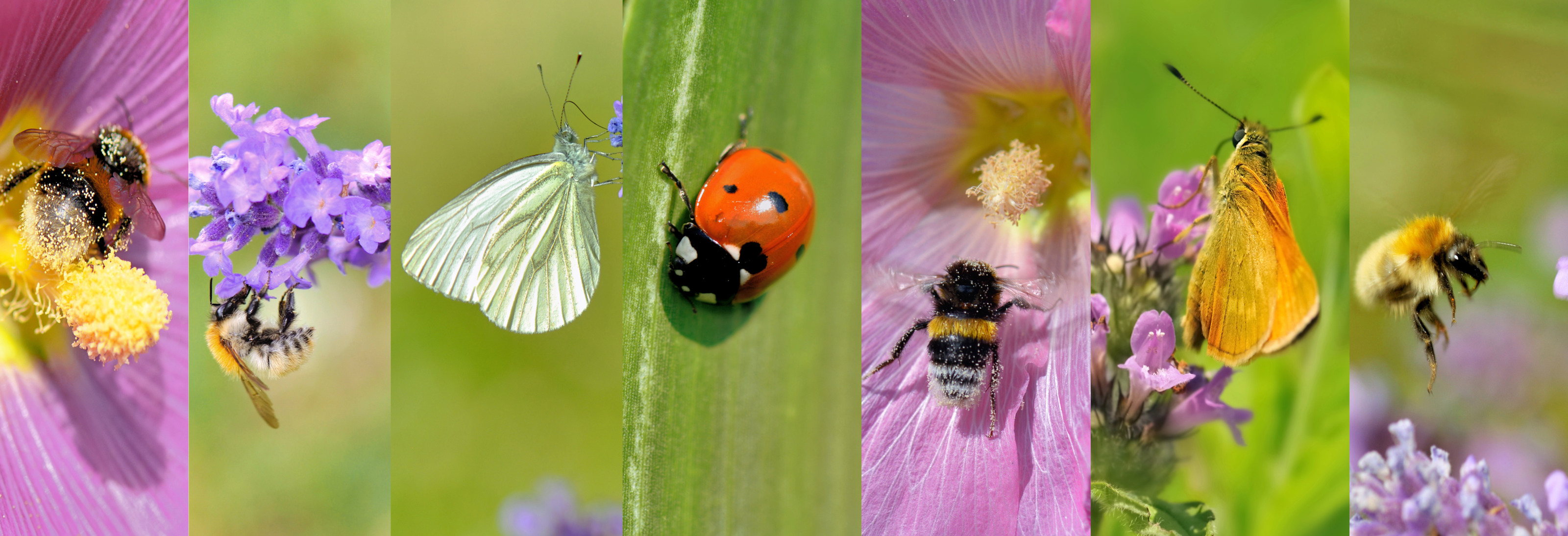 Collage aus mehreren nebeneinander gereihten Bildern mit Detailansichten von Insekten auf Blumen: Bienen, Hummeln, Schmetterlinge, Marienkäfer und Falter