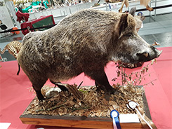 Europameisterschaft Pr&auml;paratoren 2018