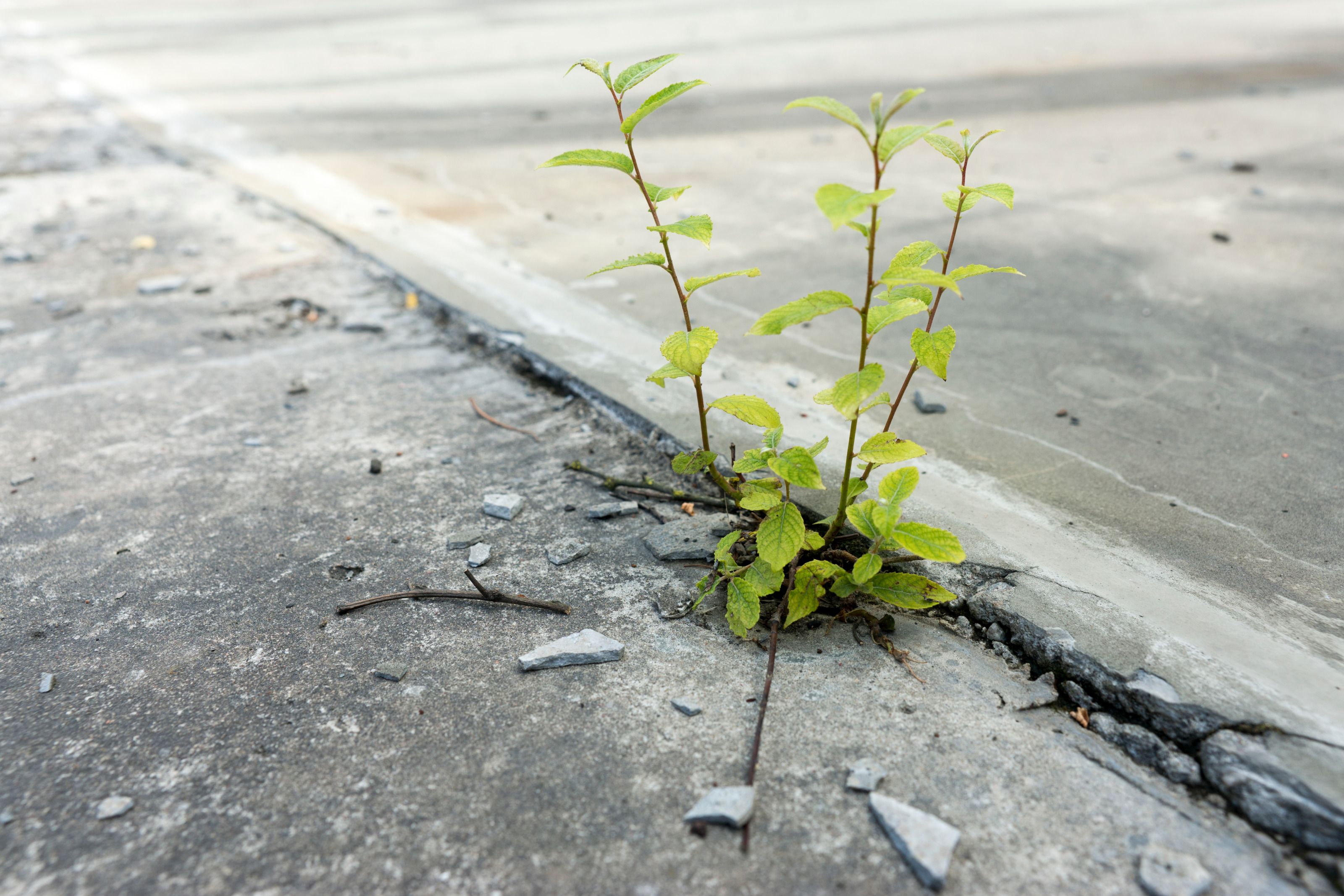 Kleine Pflanze, die aus einer Fuge im Asphalt w&auml;chst