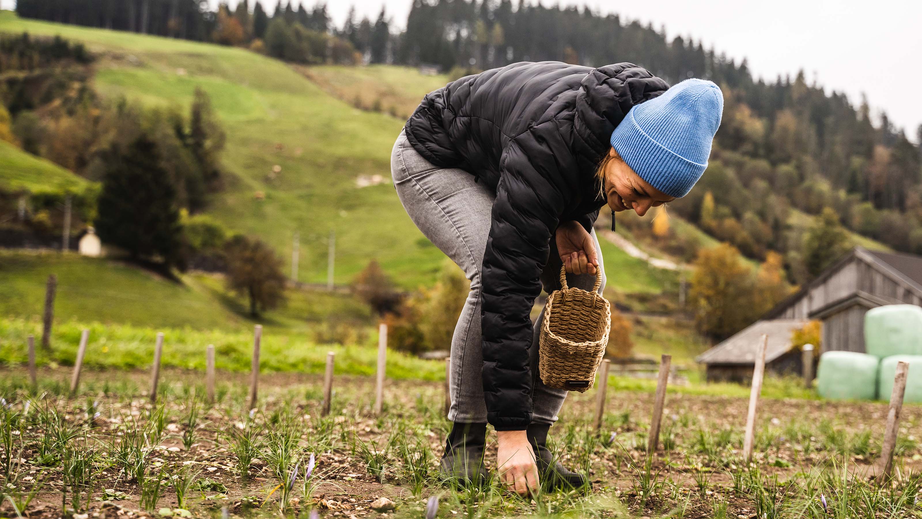 Viel Aufwand, wenig Ausbeute: Die Safranernte ist Knochenarbeit, heuer betrug der Ertrag etwa 35 Gramm Safranfäden. 