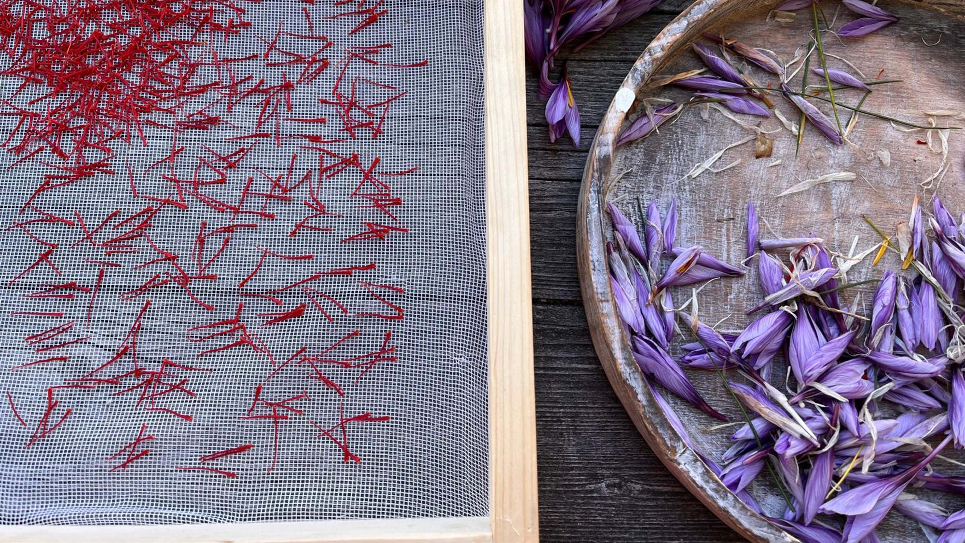 Die Safranfäden werden gezupft und kommen dann in den Trockenrahmen. Die 0,1-Gramm-Geschenkpackung enthält etwa 60 Fäden und wird um 15 € verkauft. 