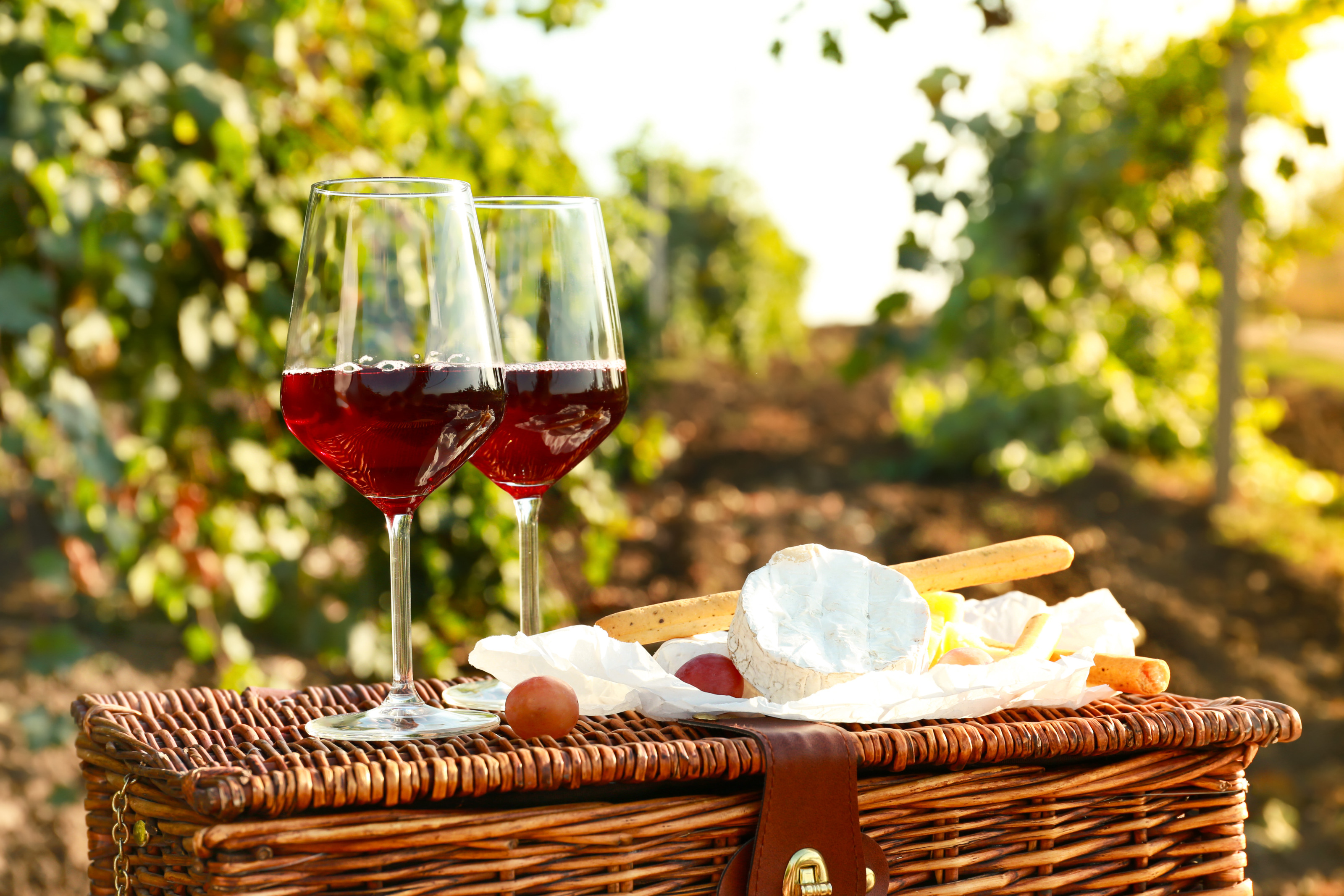Zwei Weingläser gefüllt mit Rotwein auf Picknickkorb stehend, daneben auf Papier Käse, Grissini und Weintrauben, im Hintergrund verschwommen Weinreben