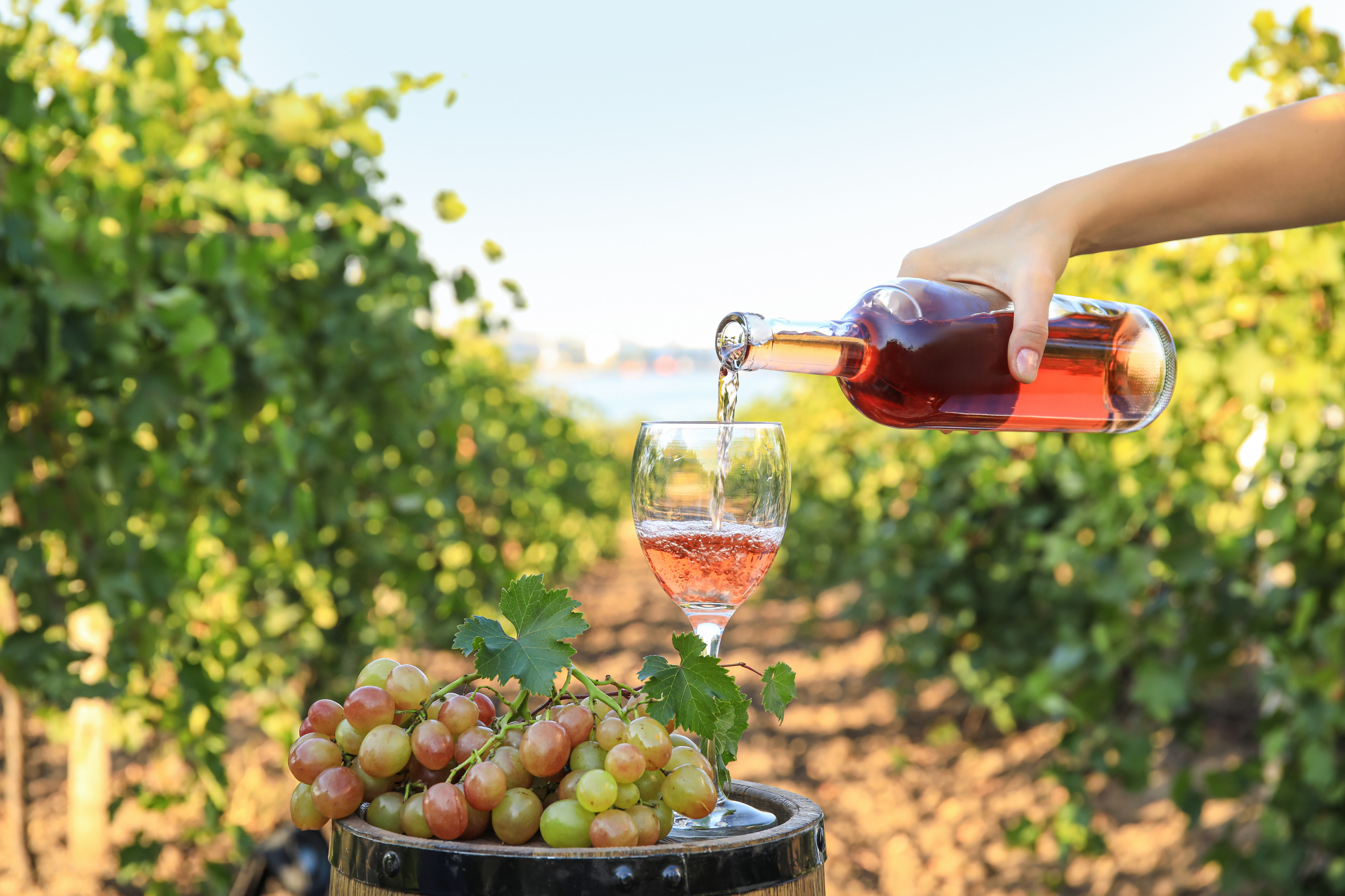 Hand gießt aus Glasflasche Rosewein in Weinglas, das auf Holzfass zwischen Weinreben steht, neben Weinglas Schopf Weintrauben drapiert