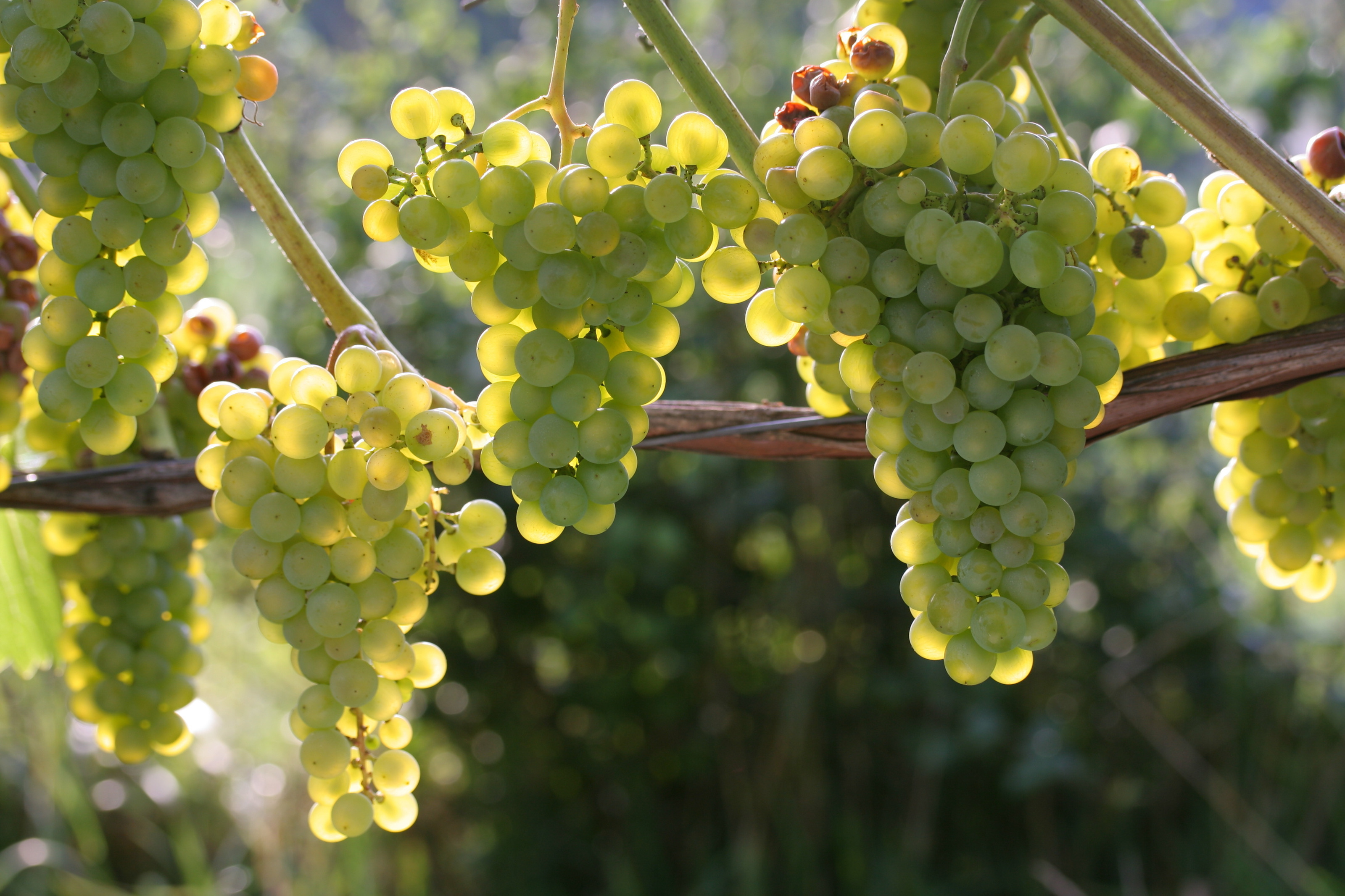 Grüne Weintrauben, die an Rebe hängen