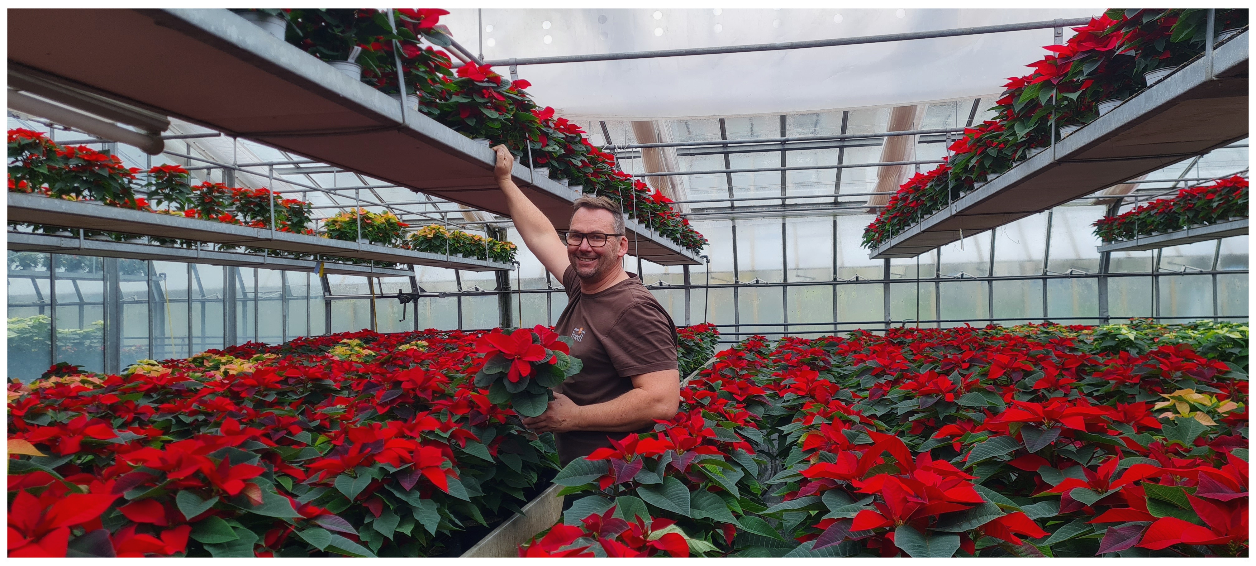 Helmut Friedl stolz mit den strahlend-leuchtenden Weihnachtssternen, die man selbst in Graz heranwachsen l&auml;sst.