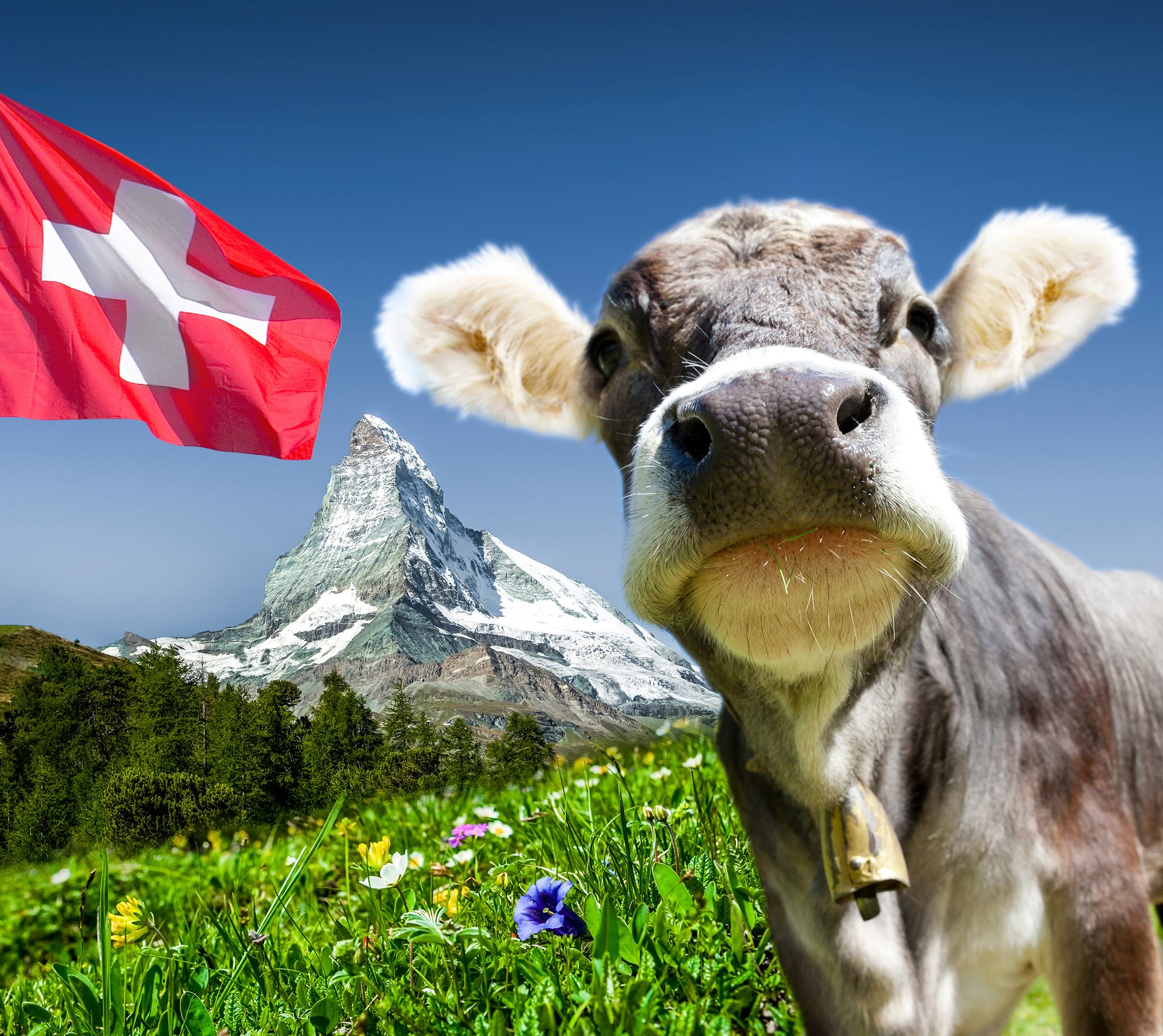 Kuh mit Matterhorn