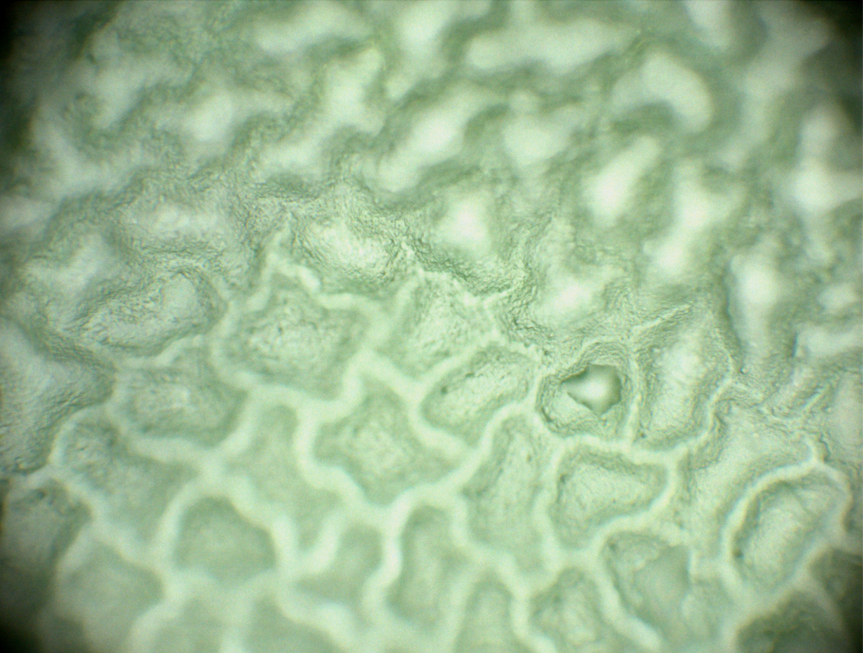  Cellulose soll die Textil-Produktion revolutionieren.