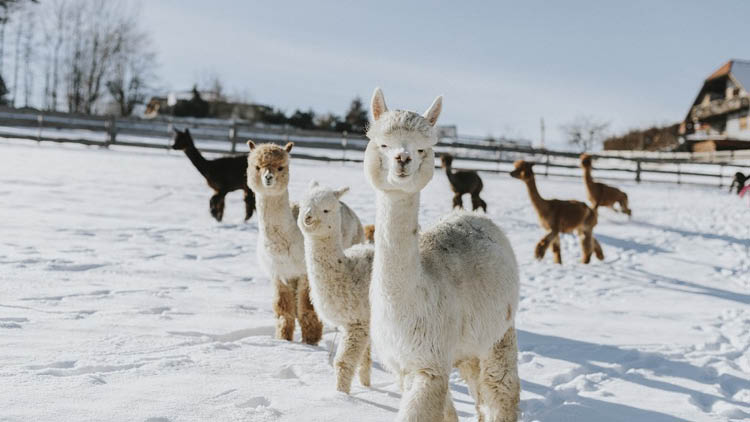 Die Sch&ouml;cklblick Alpakas