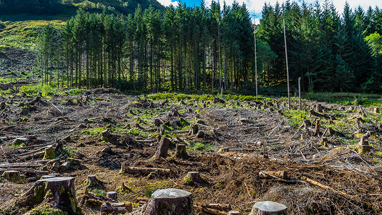 Stumpen gef&auml;llter B&auml;ume, im Hintergrund Wald