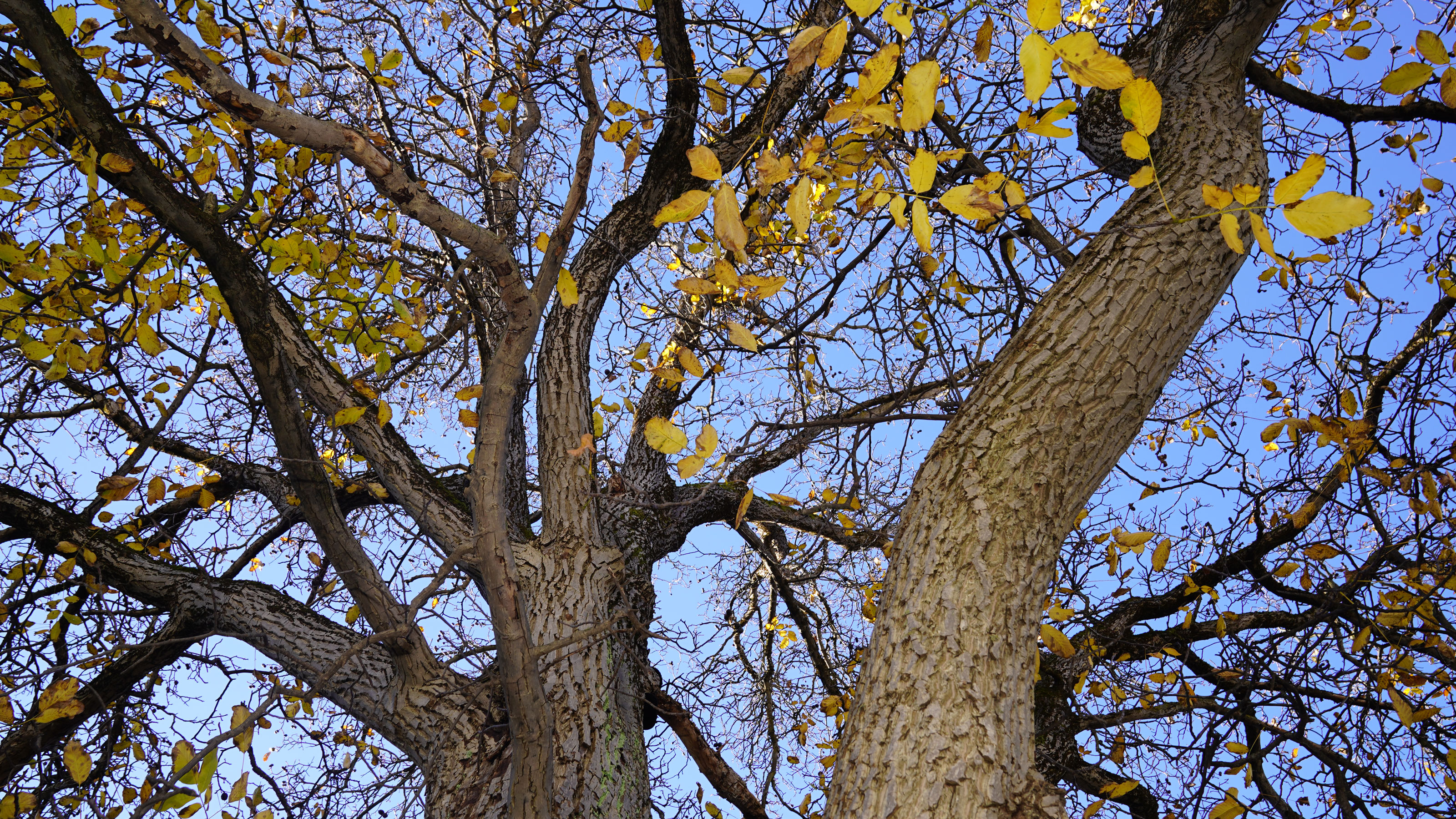 Die Baumkrone eines Walnussbaumes