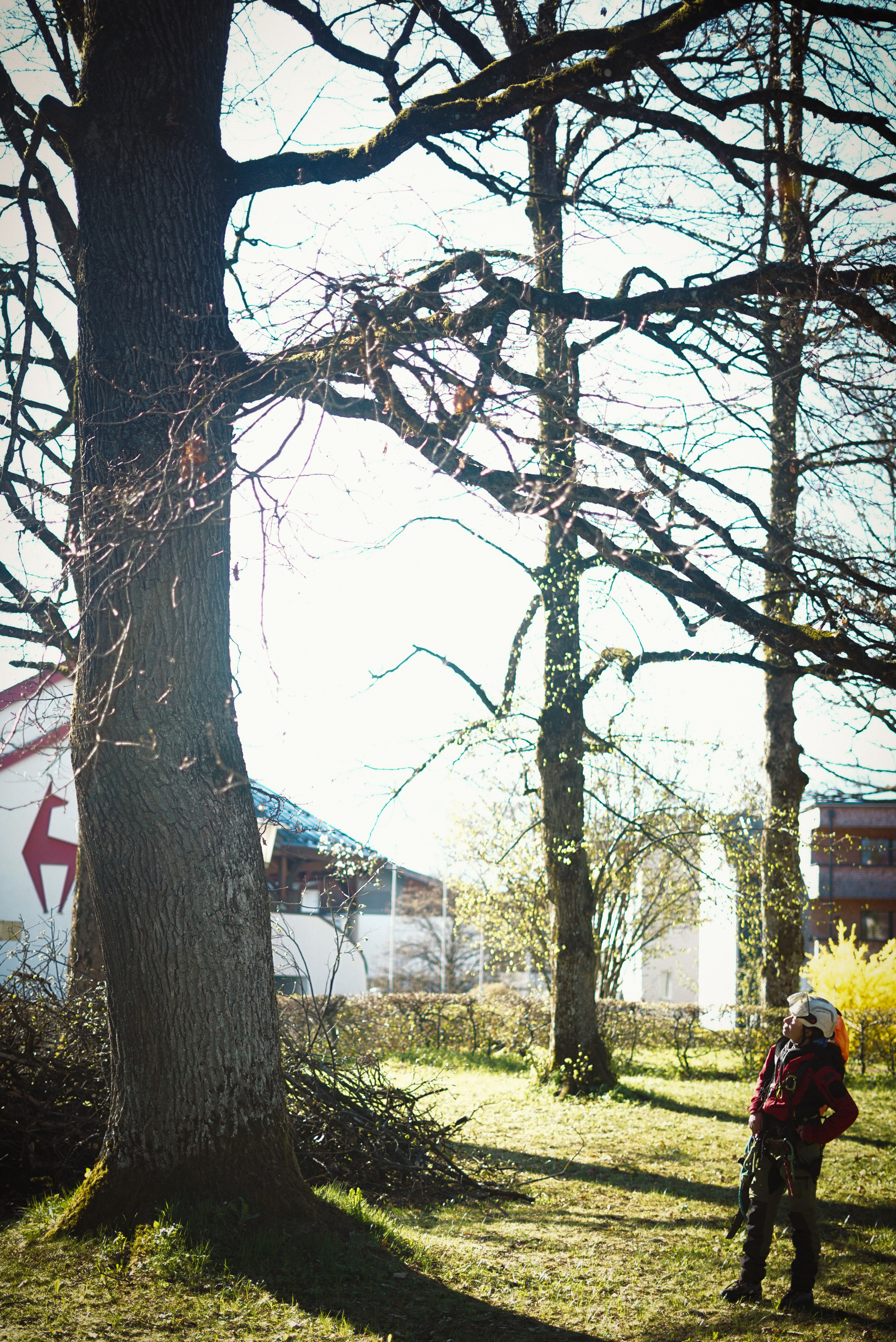 Eine Person in roter Arbeitsjacke, Schutzhelm und Kletterausr&uuml;stung steht neben dem Stamm eines gro&szlig;en Baumes und blickt in die Kamera. Am Klettergurt h&auml;ngen Seile und Karabiner. Im Hintergrund sind unscharf Str&auml;ucher und weitere B&auml;ume erkennbar. Die Aufnahme entstand im Freien bei Tageslicht.