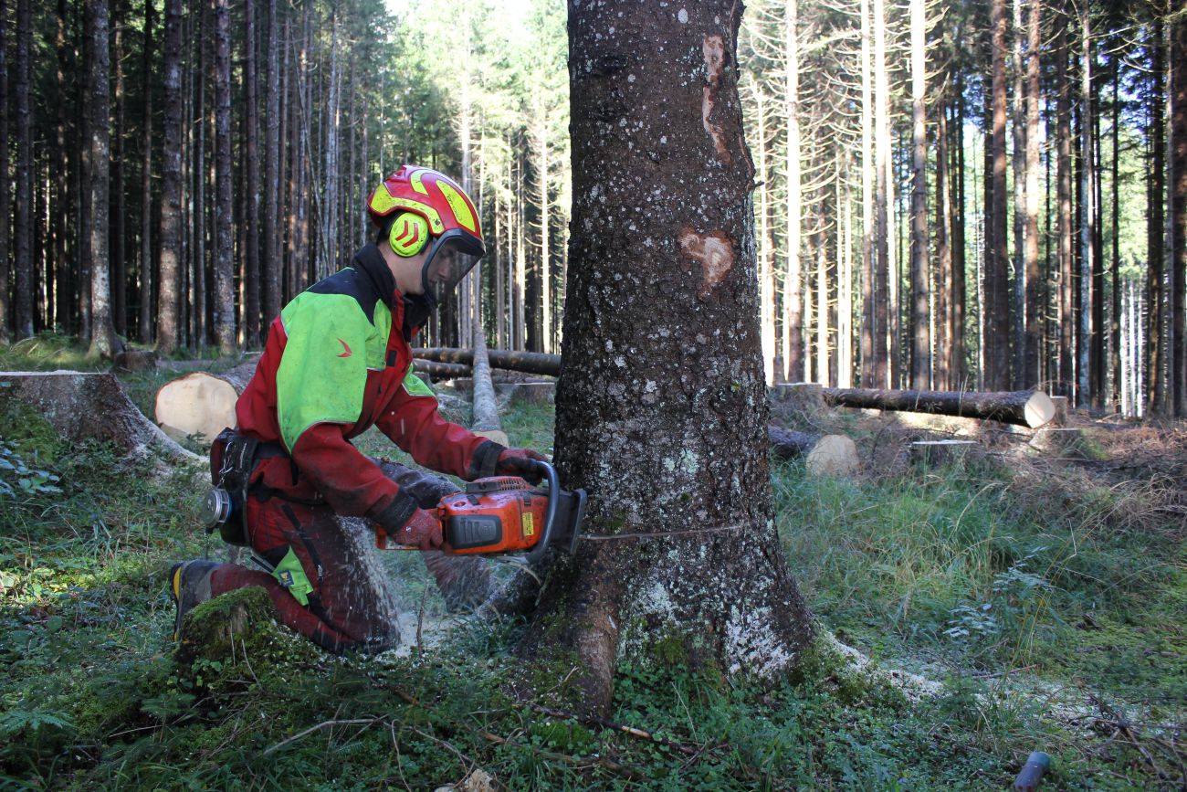 Junger Mann s&auml;gt Baum.