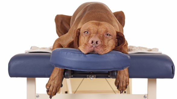 Tiermassage, Hund