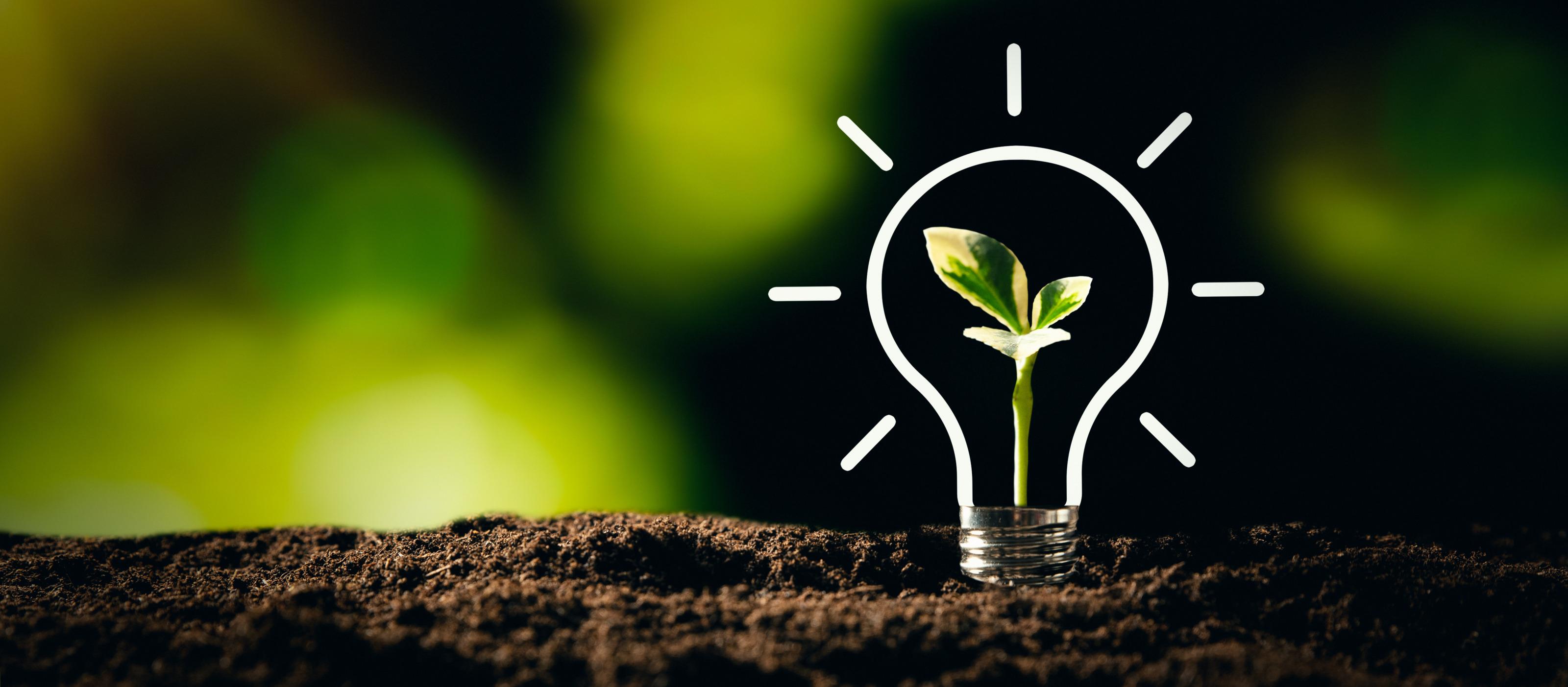 Pfl&auml;nzchen in Gl&uuml;hbirne w&auml;chst aus Boden