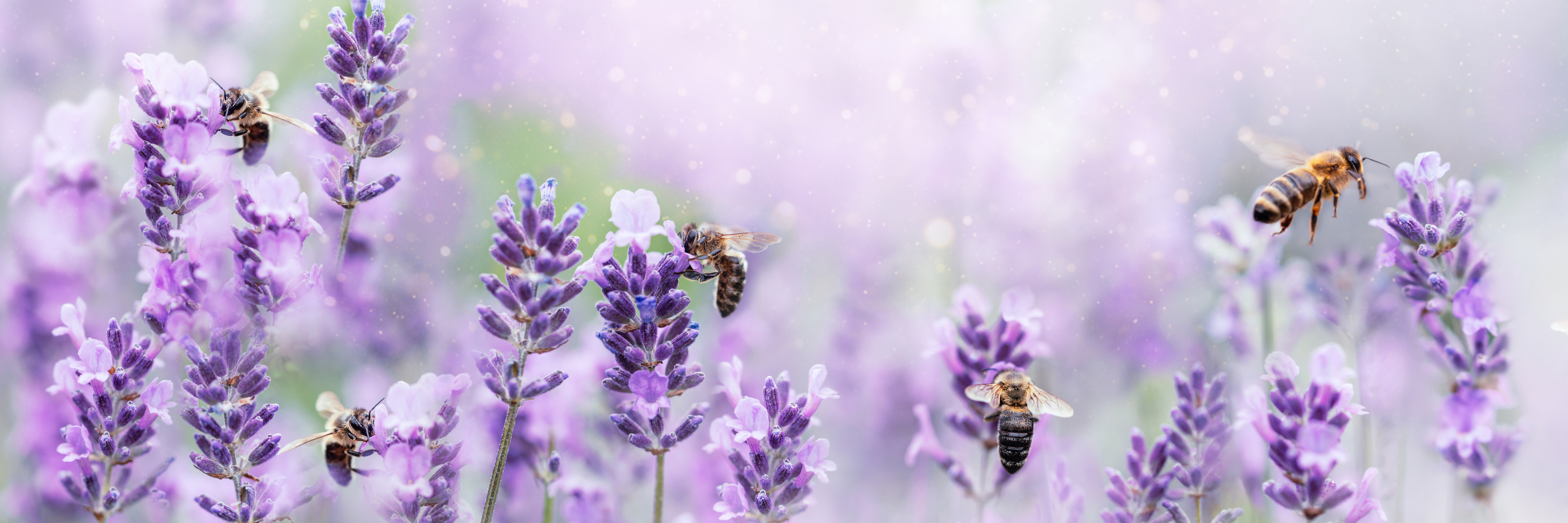 Detailansicht von Bienen und Lavendelbl&uuml;ten