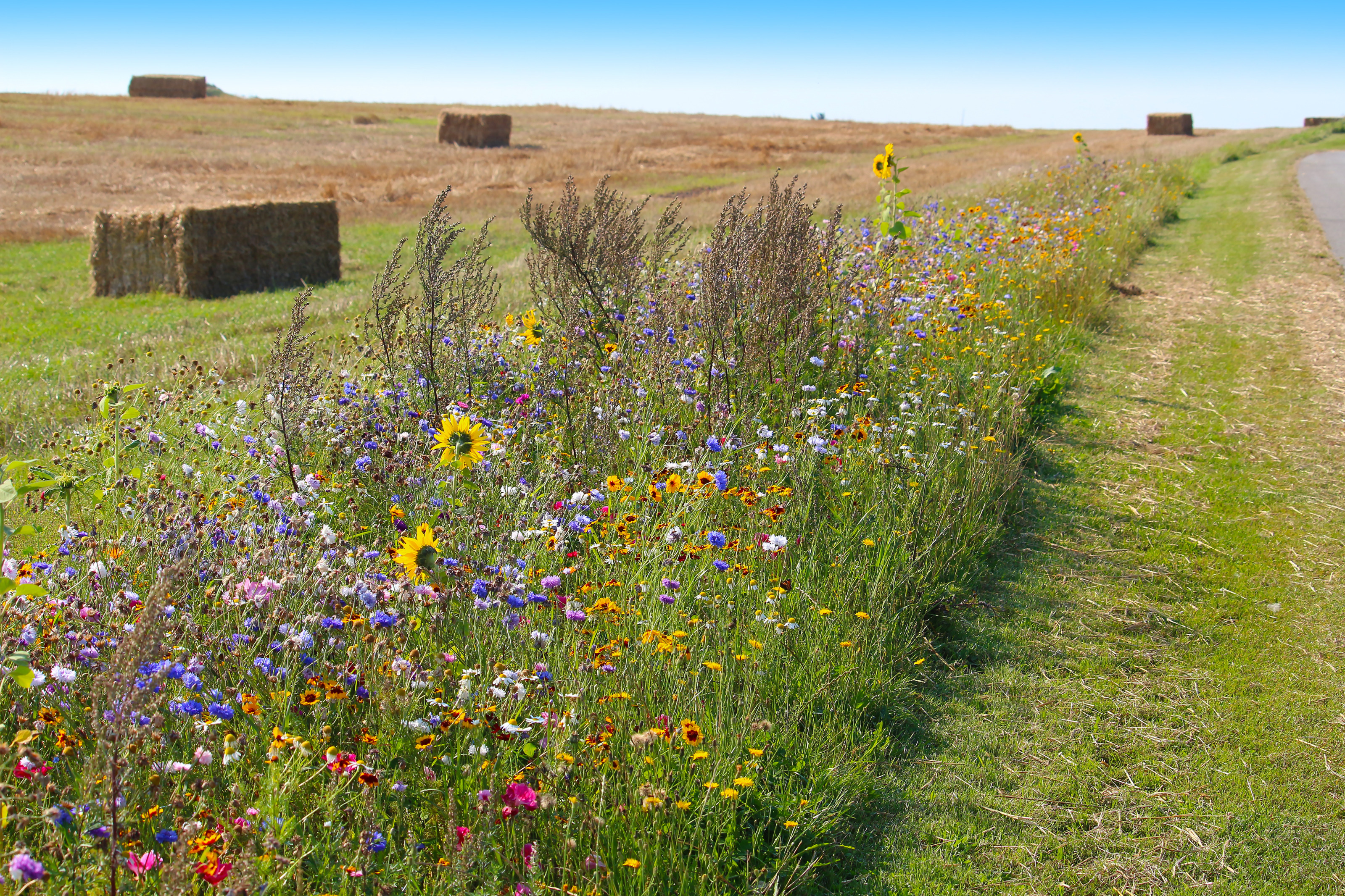 Ansicht einer Wildblumenwiese am Straßenrand, im Hintergrund ein Feld mit rechteckigen Heuballen.